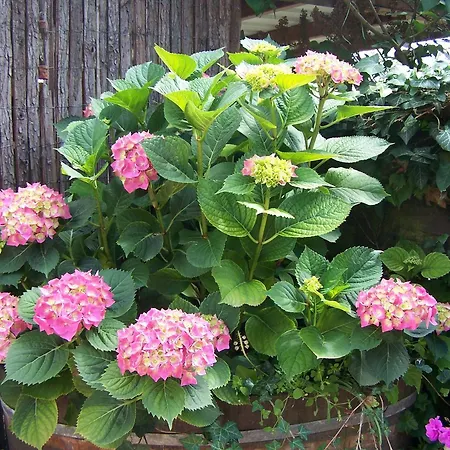 Gaestehaus Gaby 3* バート・ベリンゲン