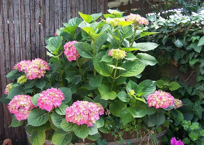 Gaestehaus Gaby 3* バート・ベリンゲン